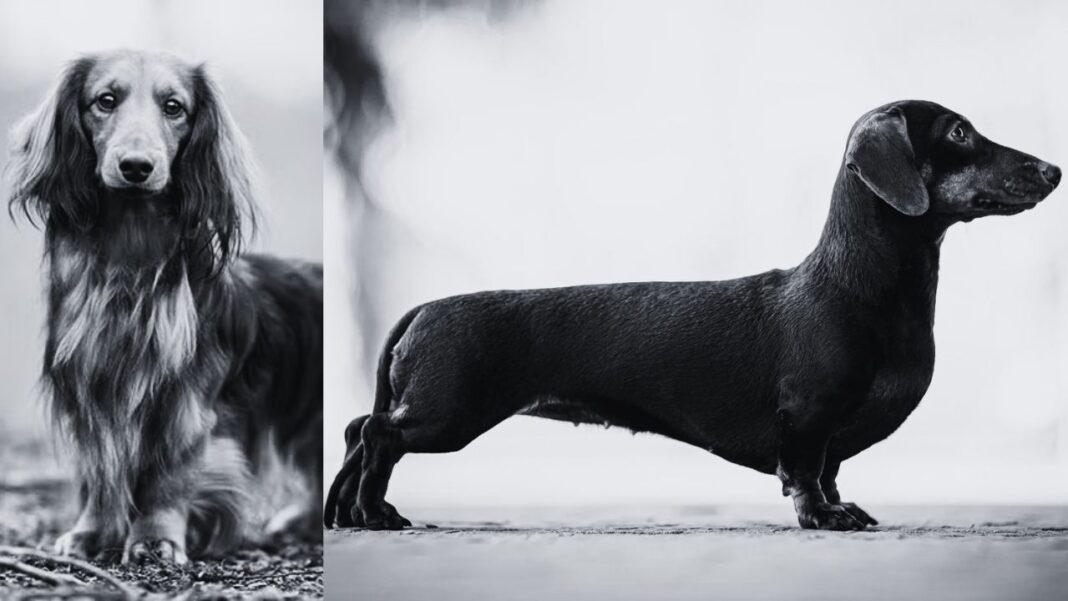 Why Dachshunds Are The Worst Breed